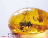 琥珀成造假重灾区 专家为琥珀鉴别支招