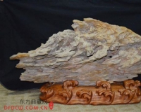 大自然的产物树化奇石形似发财鱼