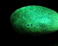 上海五闲堂:罕世珍宝陨石夜明珠