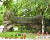 万年阴沉木10年涨价数十倍