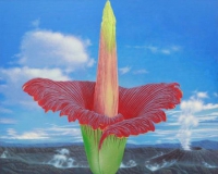 ��ʿ�ý���3�³�����������ʢ�� ����¼�ƿ�������