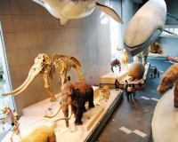 �����׸���������Ȼ��������� ��Ʒ��29���