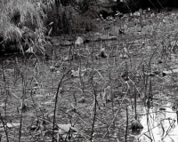 艺术家宋涛和季炜煜作品《千秋光》