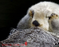 摄影师记录水獭超萌表情