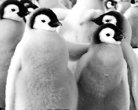 温馨生态摄影:它们的动人友情