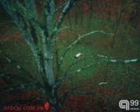 日本摄影师的观念摄影:我想我死在那天