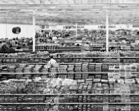 细说全球最昂贵的照片