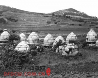 老照片记录威海特殊墓葬