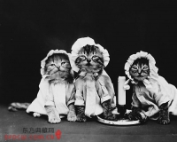 穿越百年的宠物卖萌照