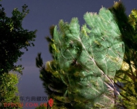 澳摄影师树木上投射名人肖像拍个性照(图)