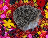 观念摄影:自然之死(图)