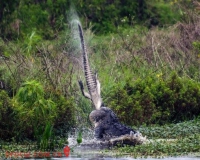 摄影师见证鳄鱼间血战:猎人瞬间变猎物
