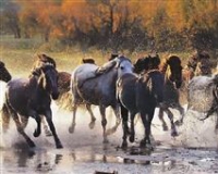 摄影艺术将动感凝固为经典瞬间