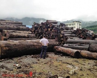 缅甸花梨木价格一年狂跌六成 回落到13000元/吨