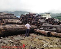 缅甸花梨木价一年狂跌六成 价格下滑是炒作的回归