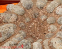 26枚连体蛋化石:化石中的凤毛麟角