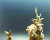 泛滥于市的土柏坡柏不是崖柏