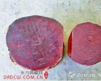 血檀非紫檀:购藏需谨慎