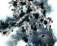 嘉德四季39期拍卖会1.77亿元收官