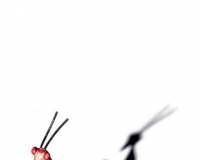 纽约艺术设计博物馆的时尚珠宝展