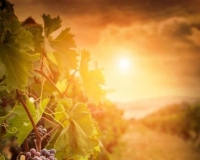 西班牙发现古老葡萄园