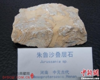 带计时功能远古生物亮相南京古生物博物馆(图)