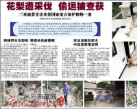 花梨遭采伐:偷运被查获