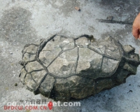 重庆黔江发现天然奇石:乍一看神似乌龟