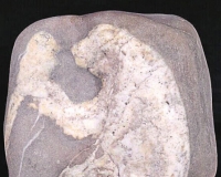 边防战士收藏奇石获银奖:藏友出价60万也不卖