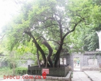 游客折断欧阳修手植古梅 赔偿3万