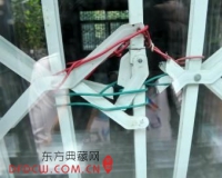 画家村频遭贼光顾:偷野猪肉偷狗就是不偷画